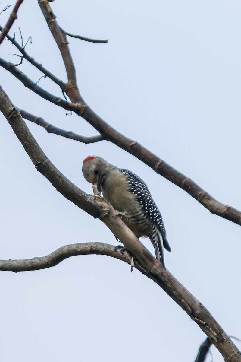 Golden-fronted Woodpecker - ML625847053