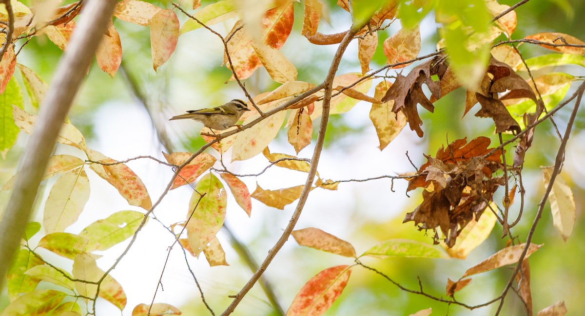 Golden-crowned Kinglet - ML625847067