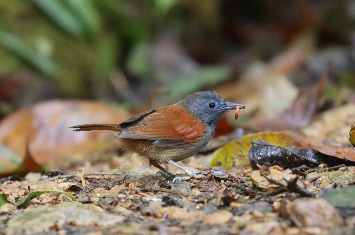 Gray-hooded Babbler - ML625847104