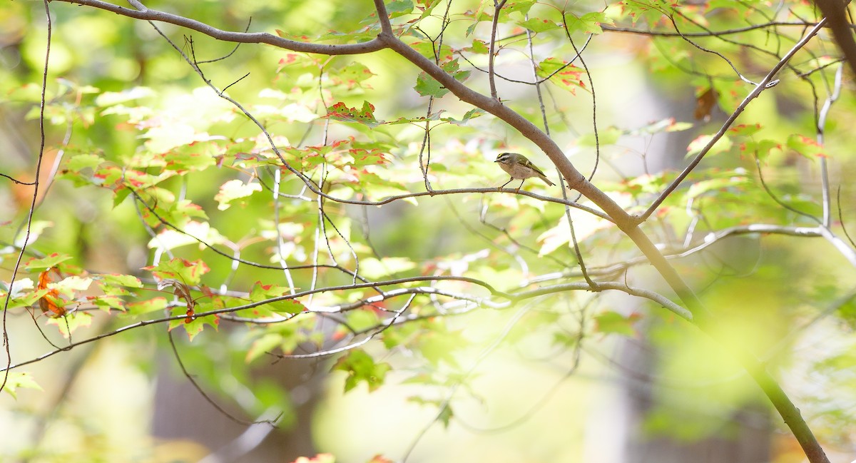 Golden-crowned Kinglet - ML625847105