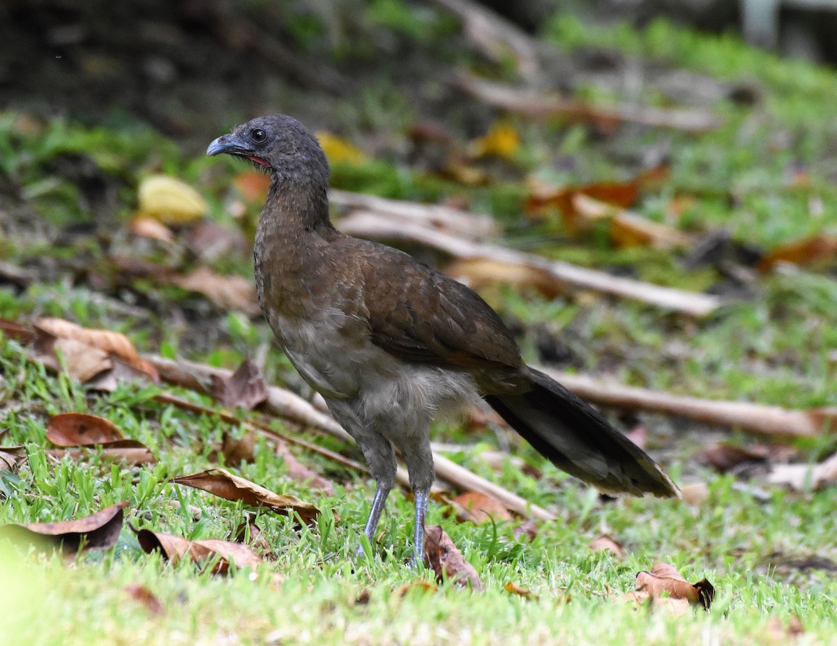 Gray-headed Chachalaca - ML62584711