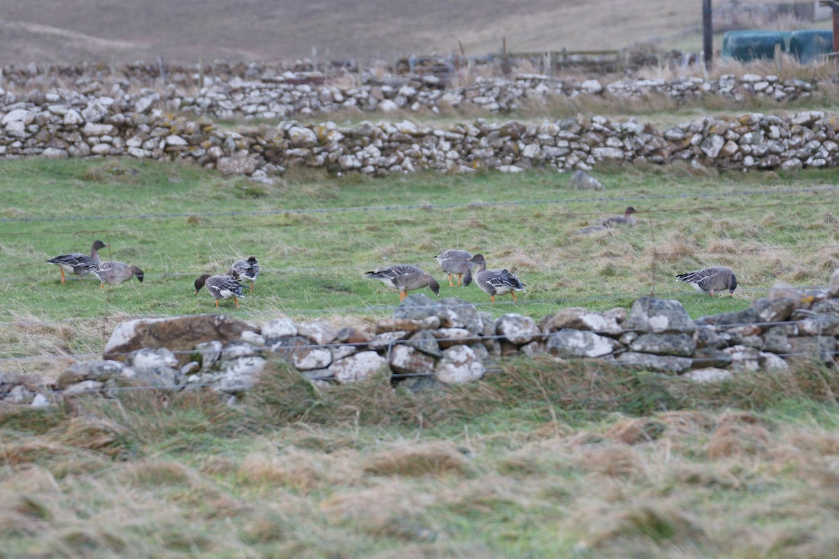 Tundra Bean-Goose - ML625847134