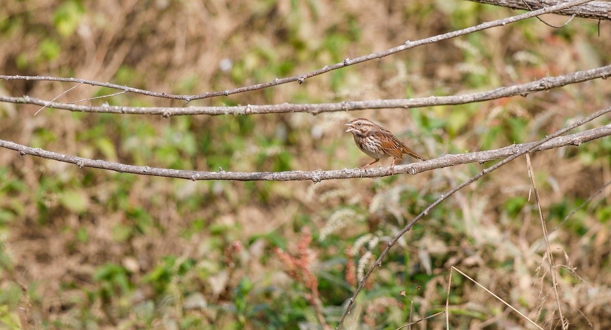 Song Sparrow (melodia/atlantica) - ML625847174