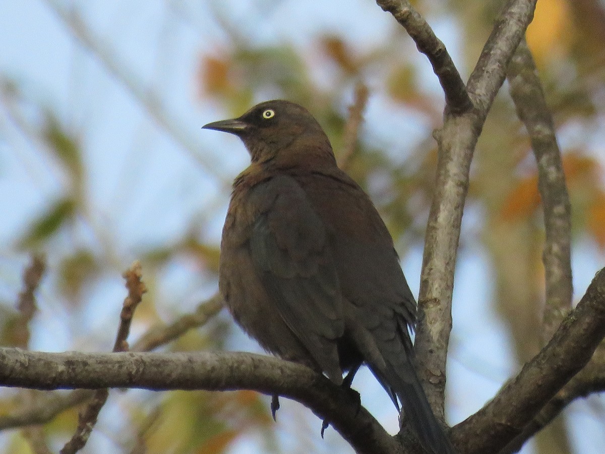 Rusty Blackbird - ML625847217