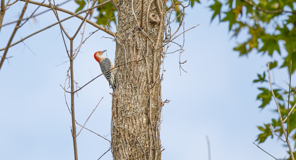 Red-bellied Woodpecker - ML625847230