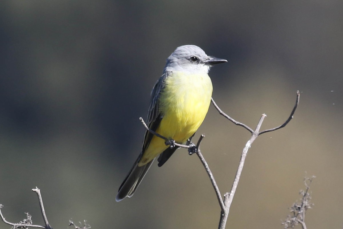 Tropical Kingbird - ML625847237