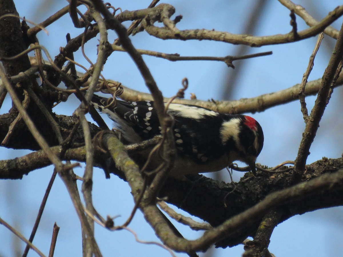 Downy Woodpecker (Eastern) - ML625847239