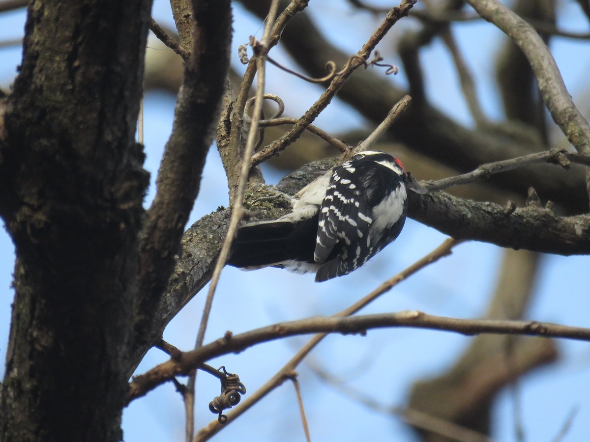 Downy Woodpecker (Eastern) - ML625847250