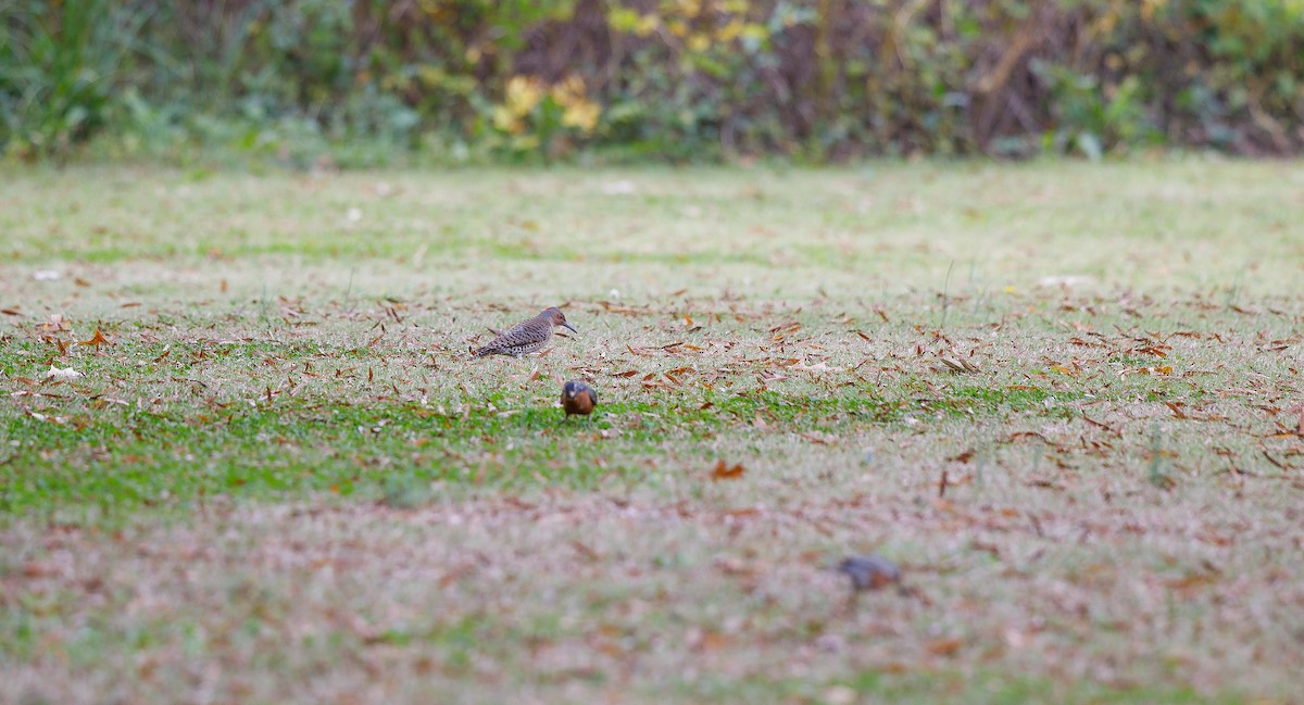 Northern Flicker (Yellow-shafted) - ML625847327