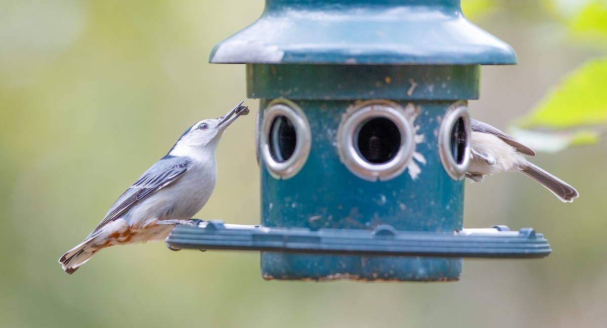 White-breasted Nuthatch (Eastern) - ML625847449
