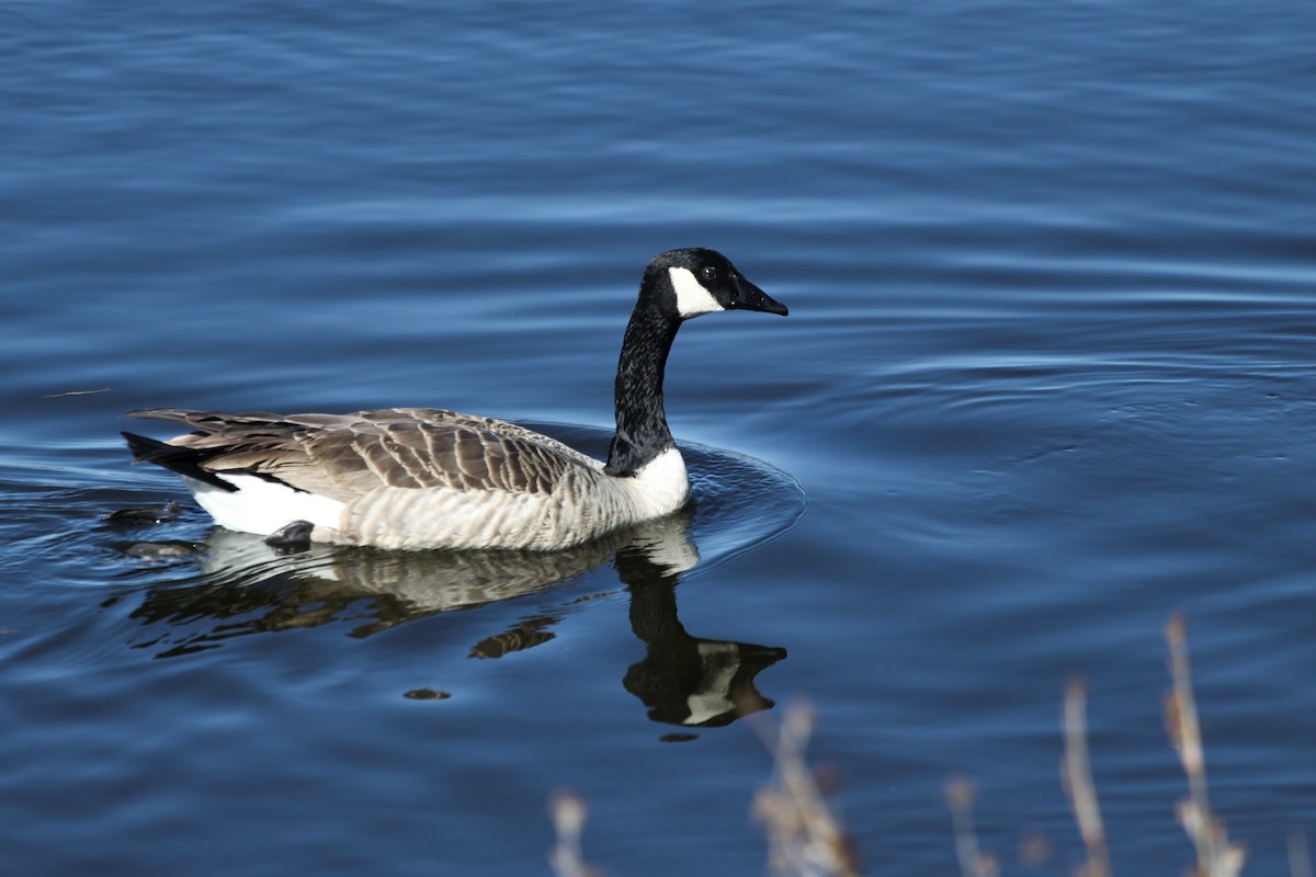Canada Goose - ML625847461