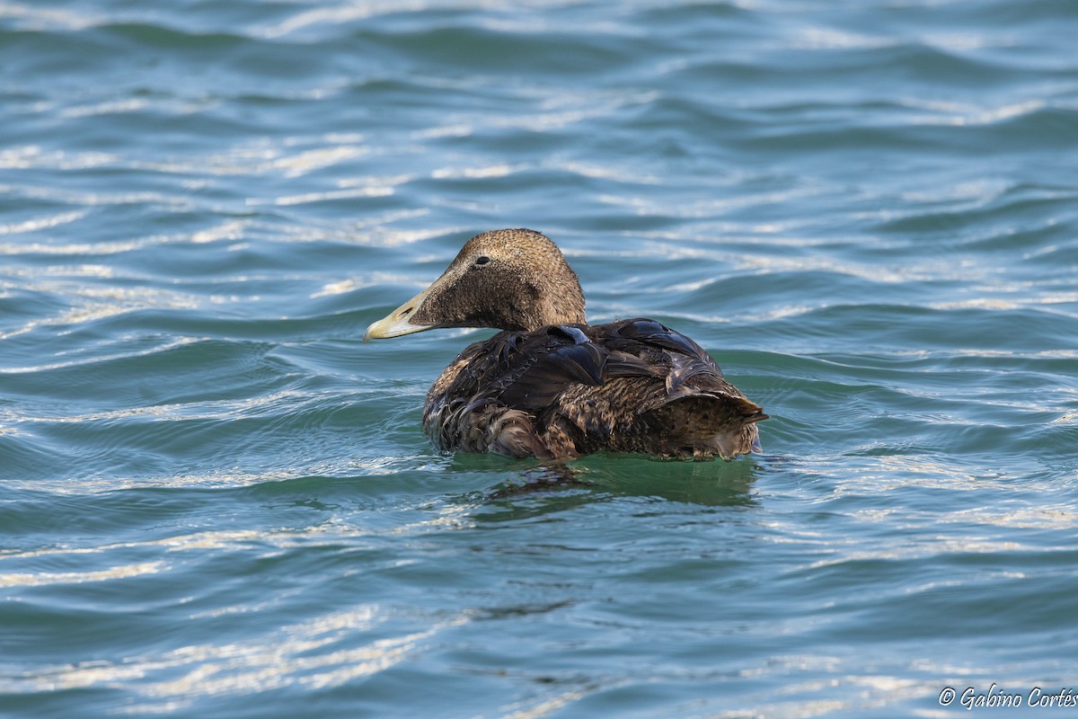Common Eider - ML625847525
