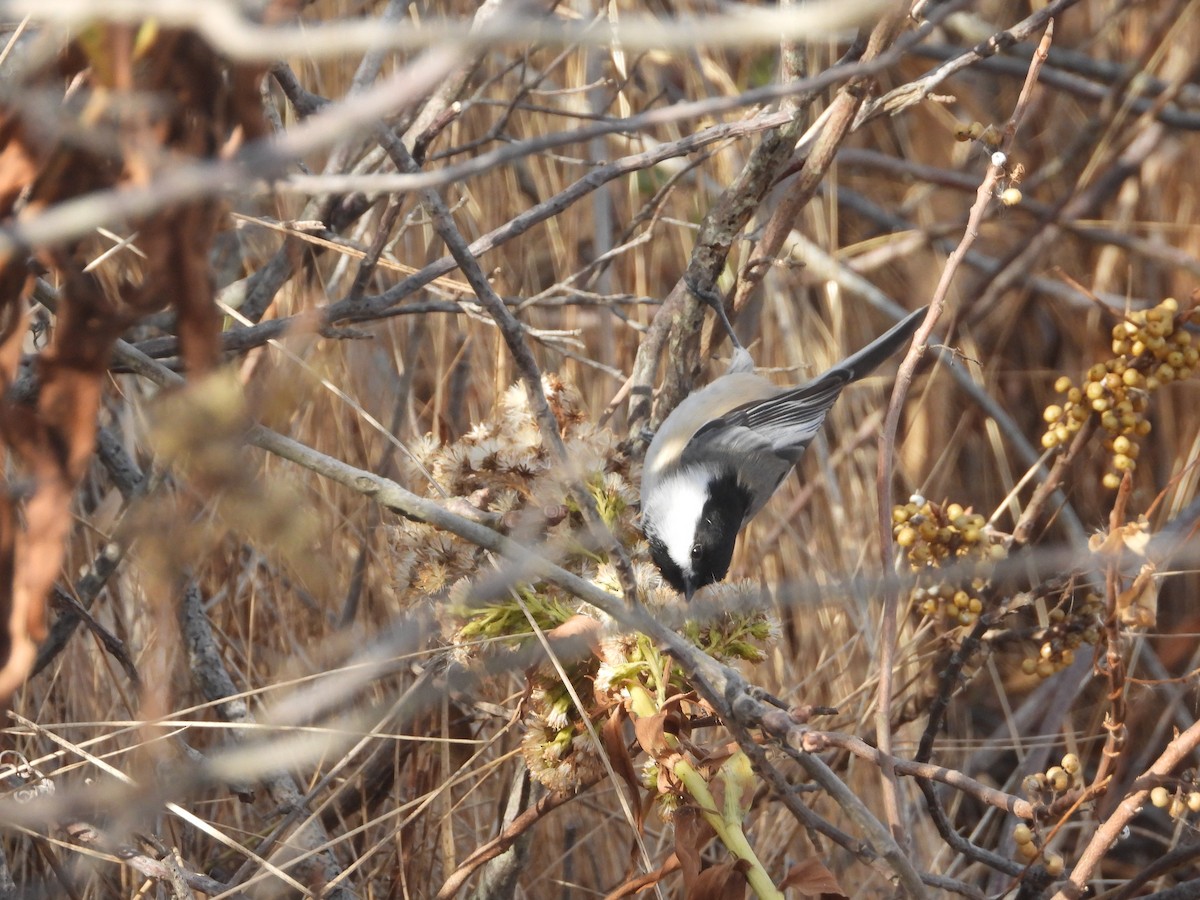 Black-capped Chickadee - ML625847564