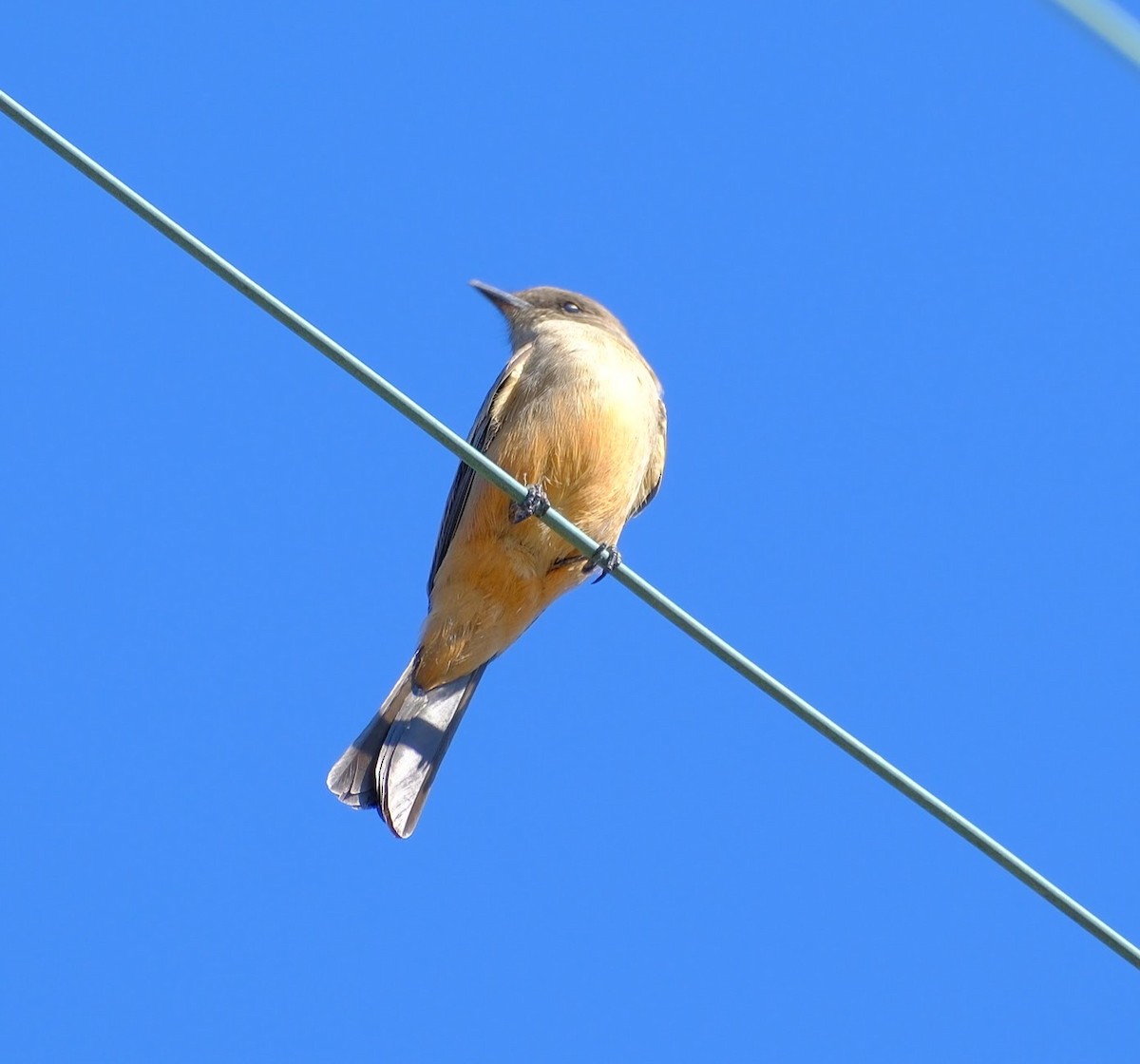 Say's Phoebe - ML625847669