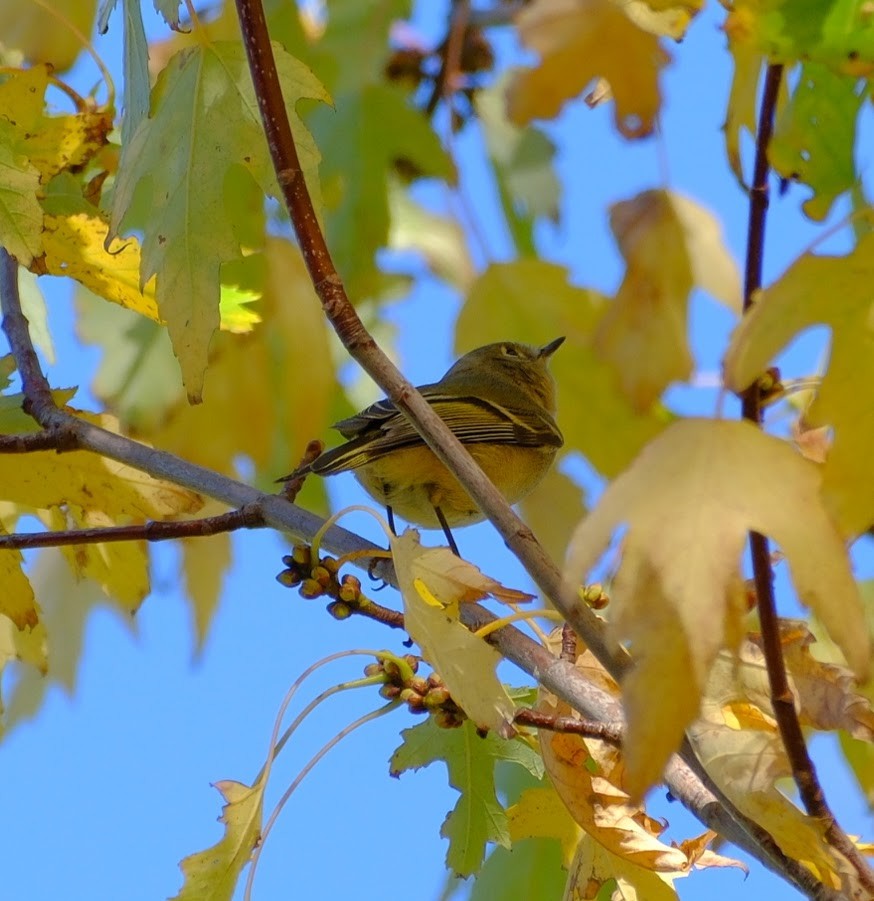 Ruby-crowned Kinglet - ML625847671