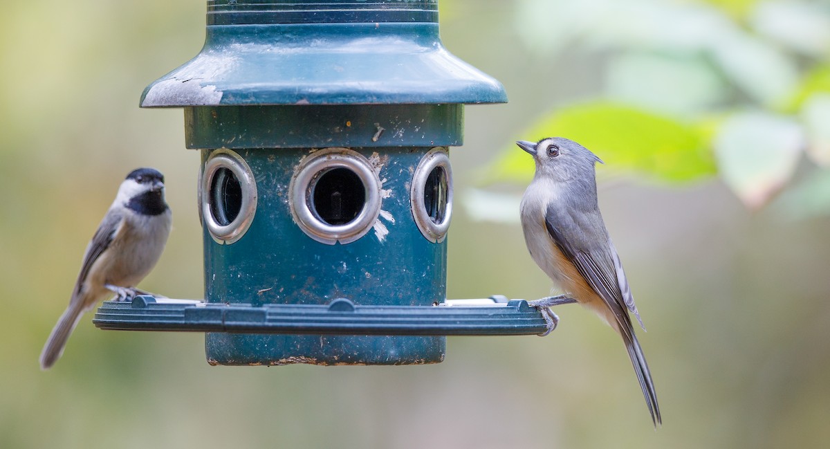 Tufted Titmouse - ML625847856