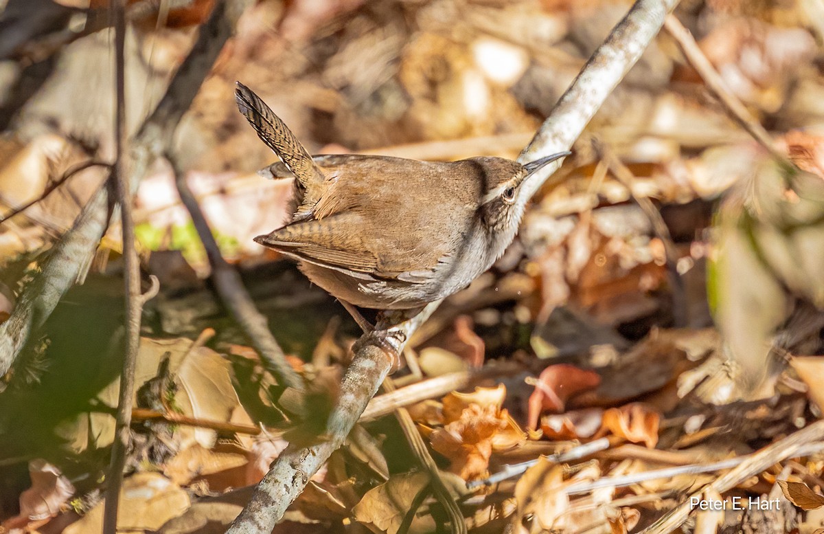 Bewick's Wren - ML625847881