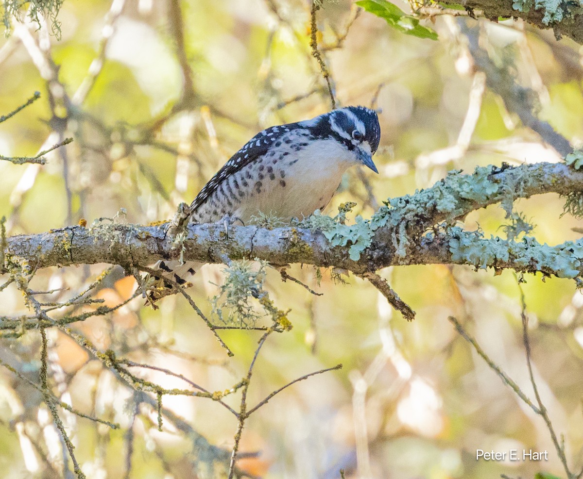 Nuttall's Woodpecker - ML625847888
