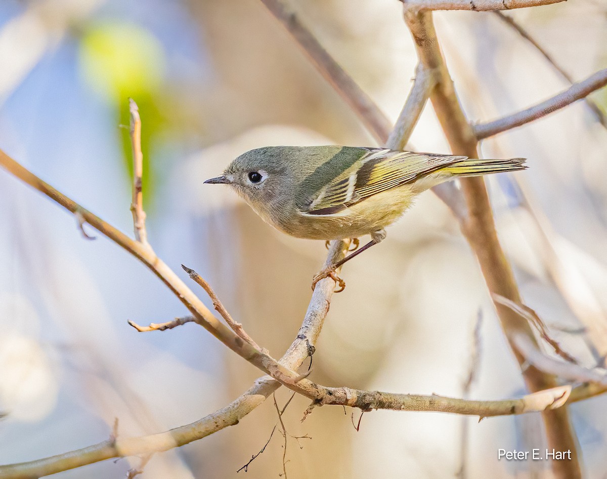 Ruby-crowned Kinglet - ML625847896