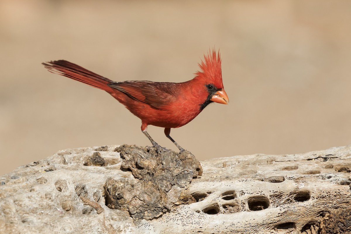 Northern Cardinal - ML625847910