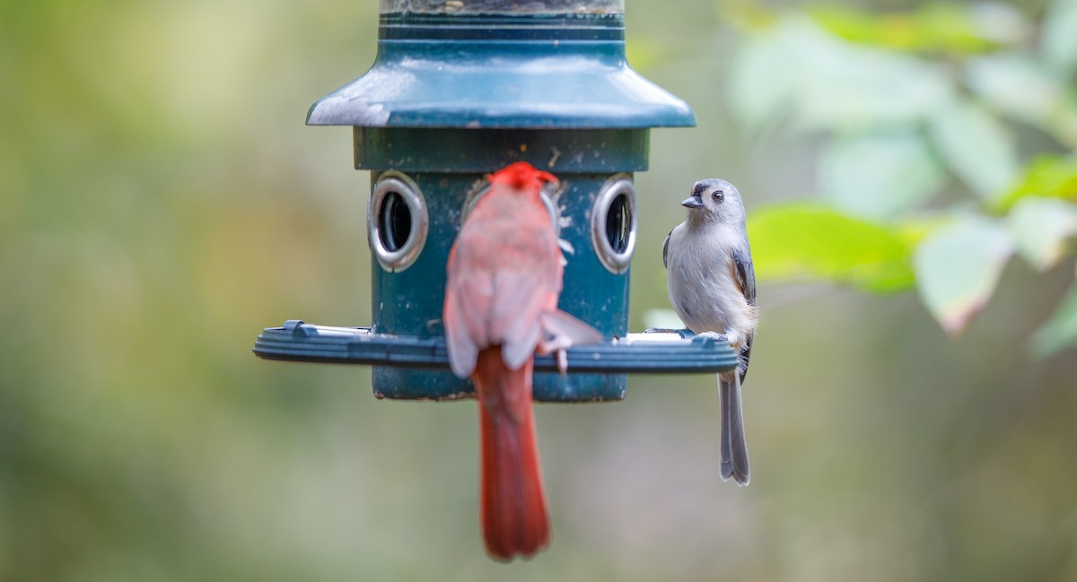 Tufted Titmouse - ML625847996