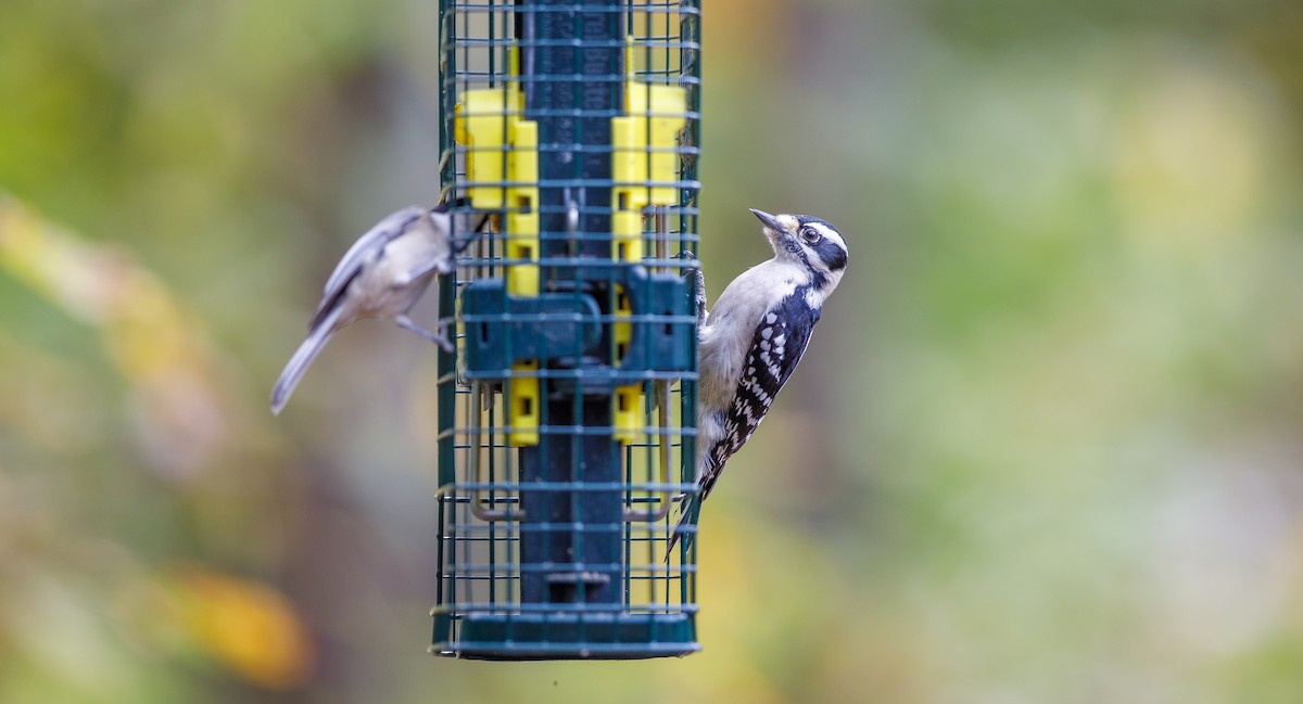 Downy Woodpecker (Eastern) - ML625848075