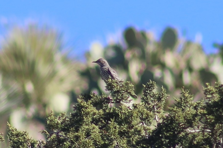 Sage Thrasher - ML625848098