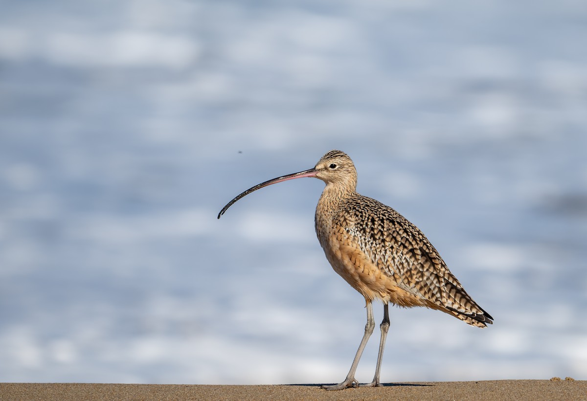 Long-billed Curlew - ML625848128