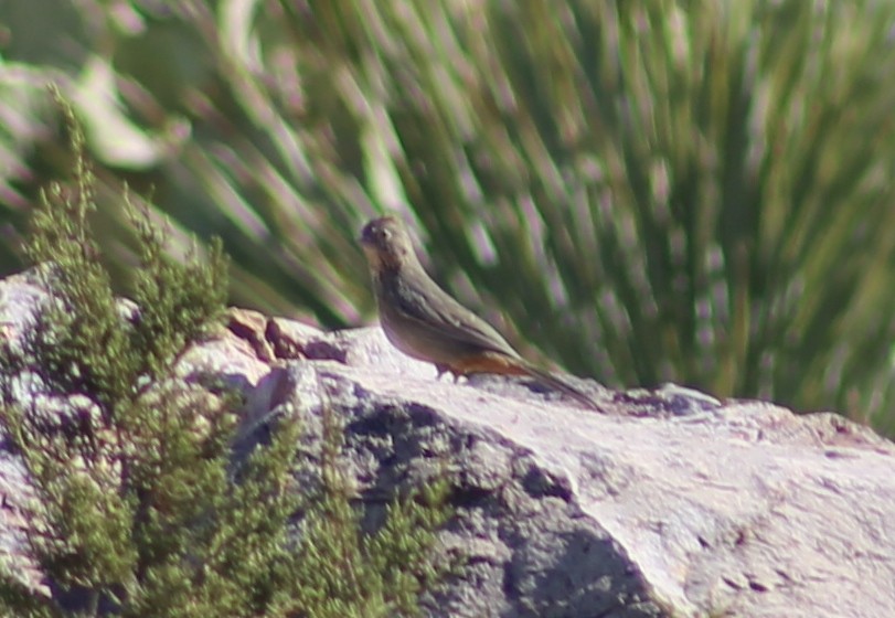 Canyon Towhee - ML625848130