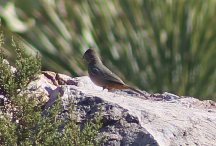 Canyon Towhee - ML625848131