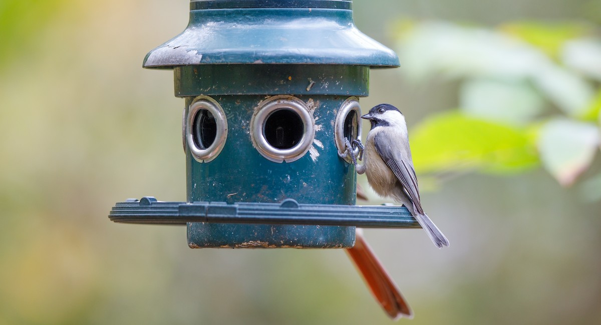 Carolina Chickadee - ML625848134