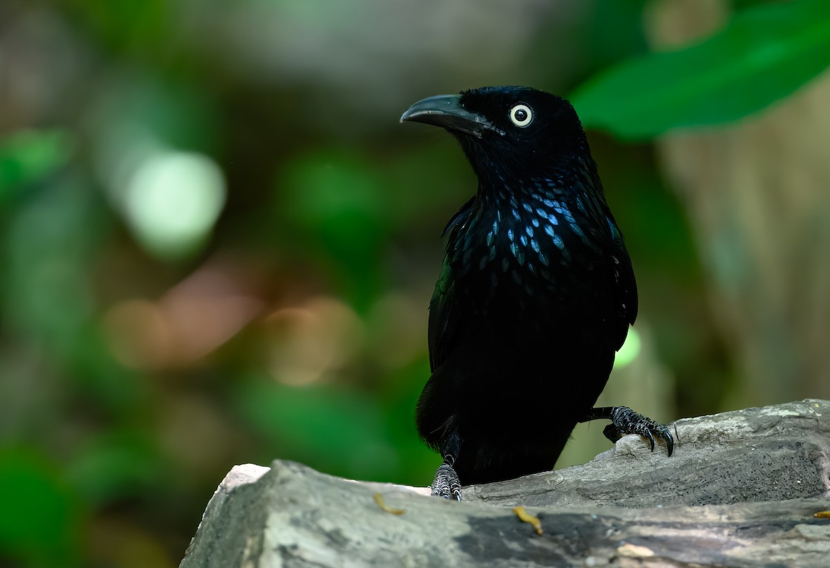 Hair-crested Drongo (Javan) - ML625848155