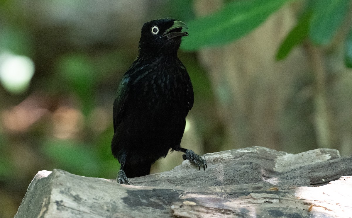 Hair-crested Drongo (Javan) - ML625848156