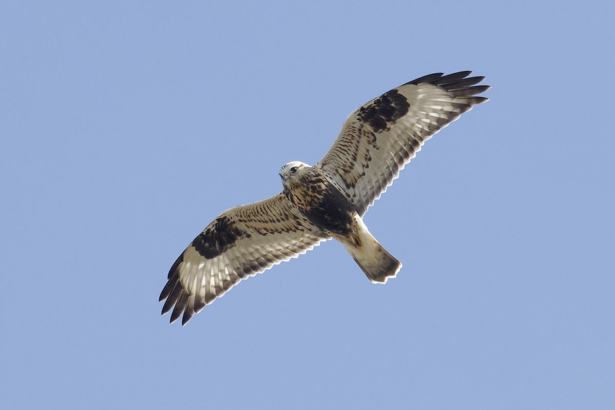 Rough-legged Hawk - ML625848166
