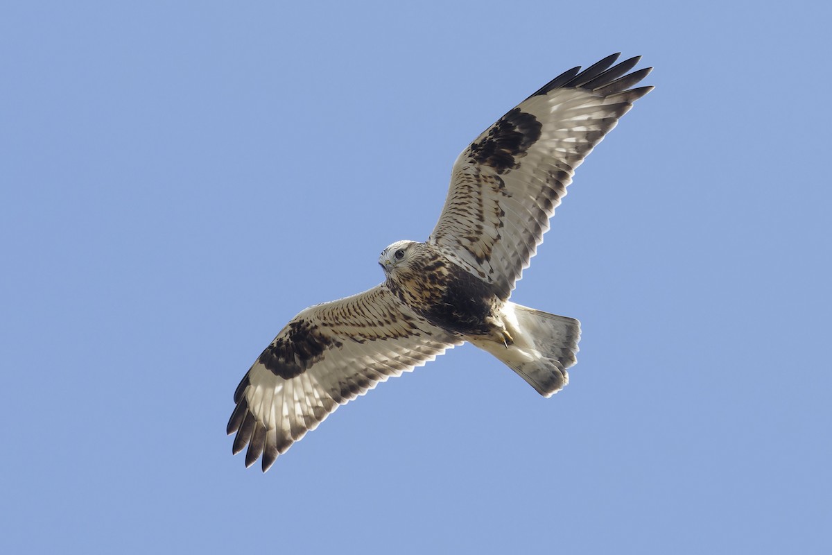 Rough-legged Hawk - ML625848167