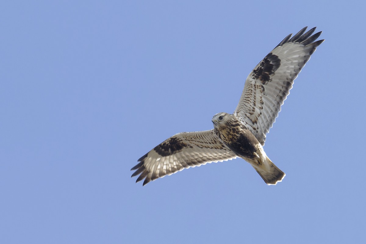 Rough-legged Hawk - ML625848168