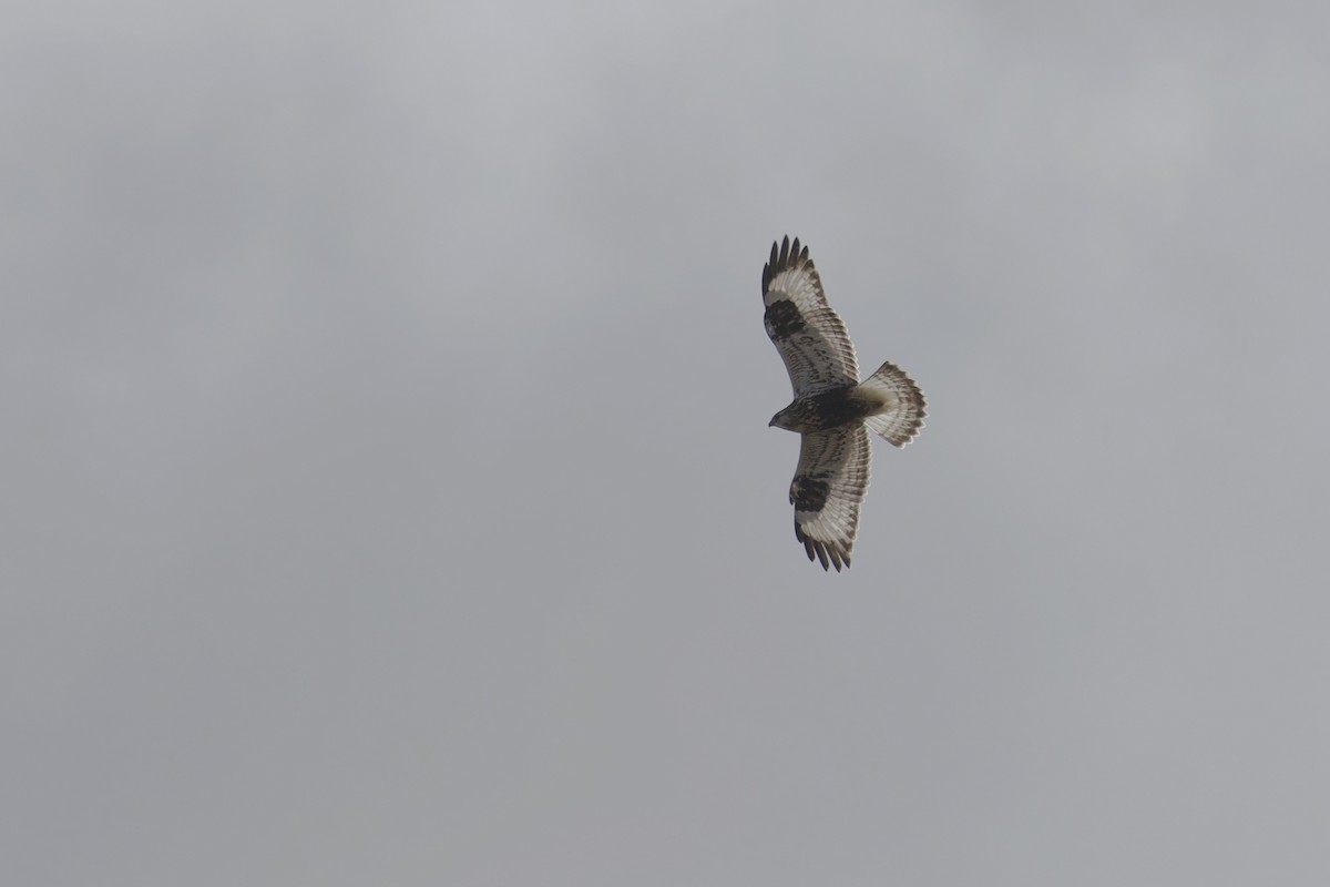 Rough-legged Hawk - ML625848169