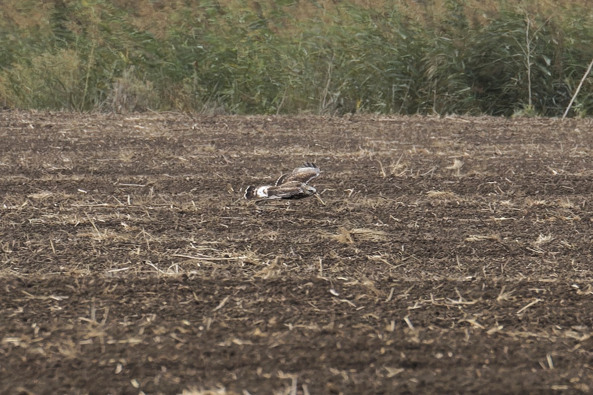 Rough-legged Hawk - ML625848170