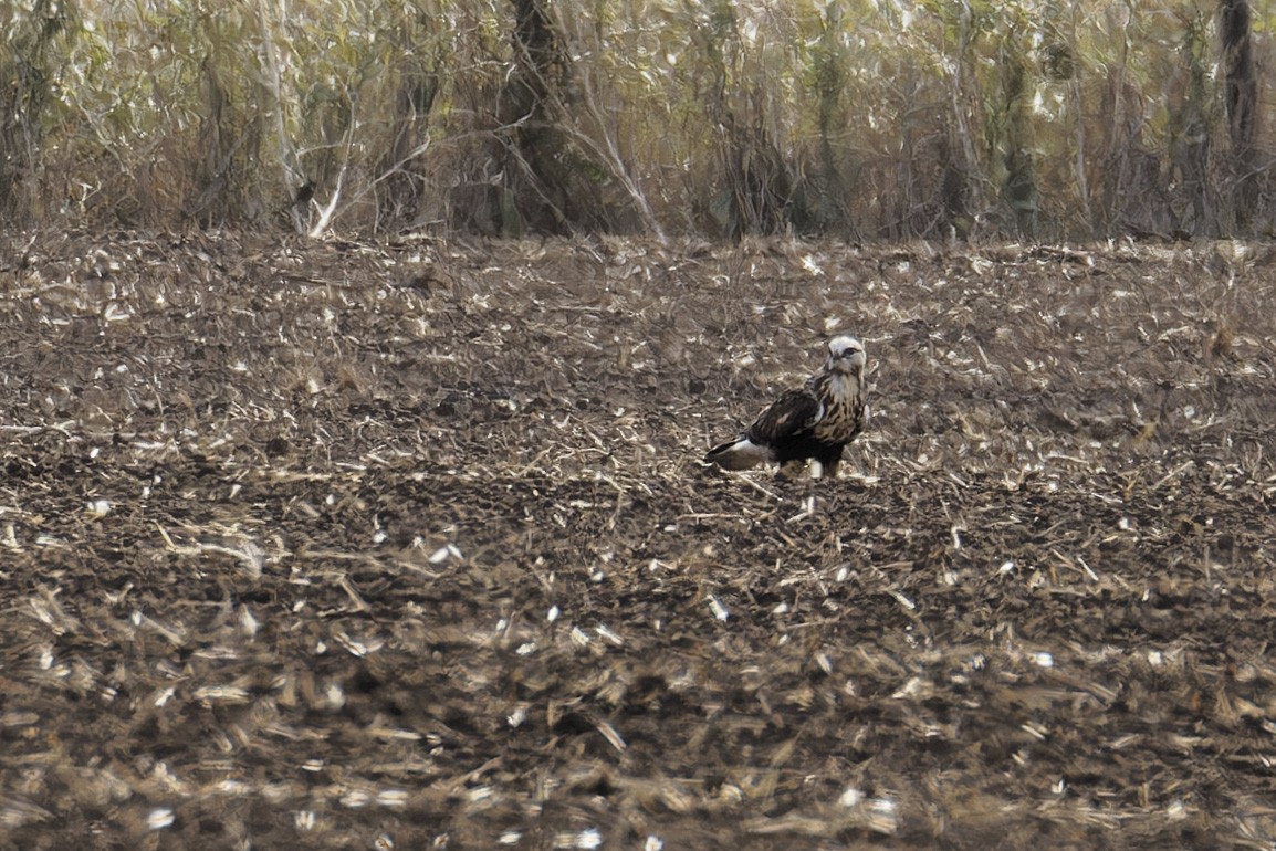 Rough-legged Hawk - ML625848171