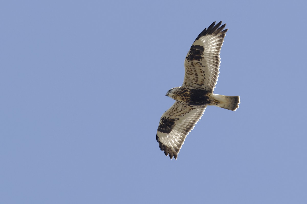 Rough-legged Hawk - ML625848172