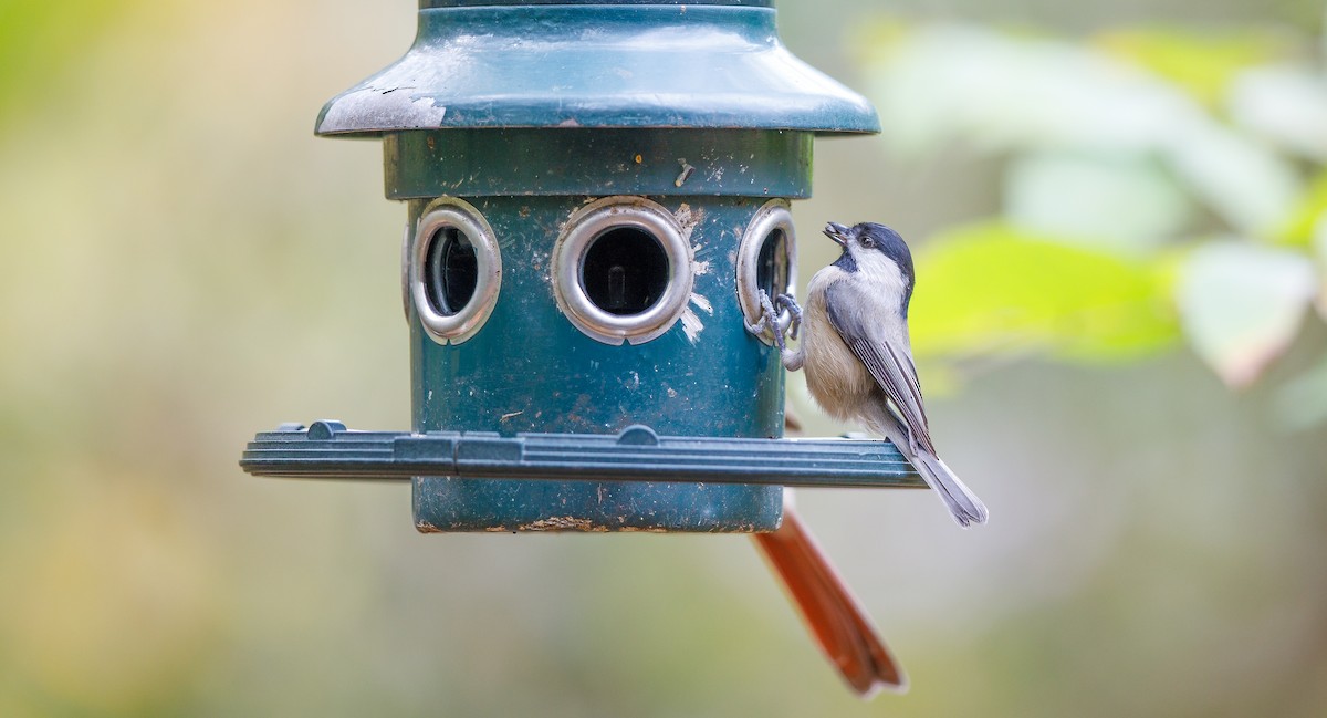 Carolina Chickadee - ML625848175