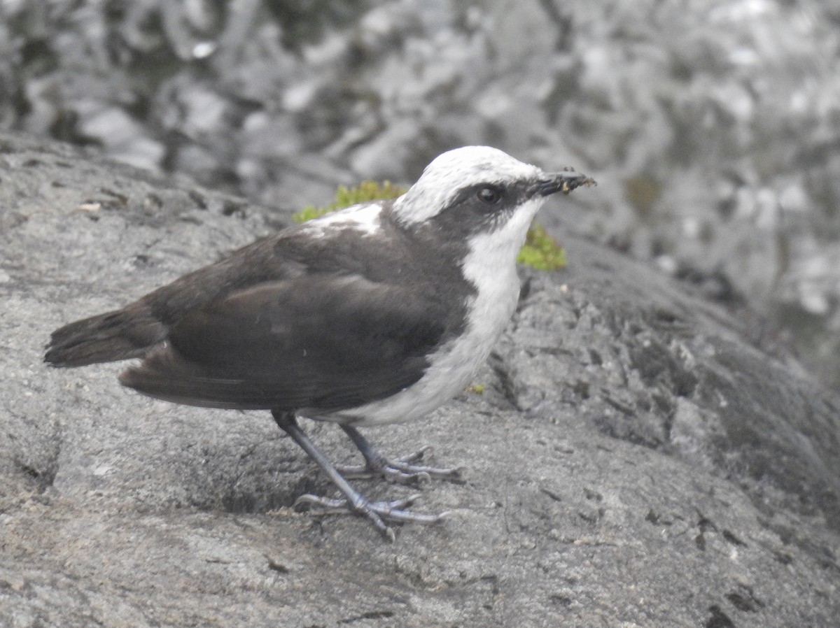 White-capped Dipper - ML625848207