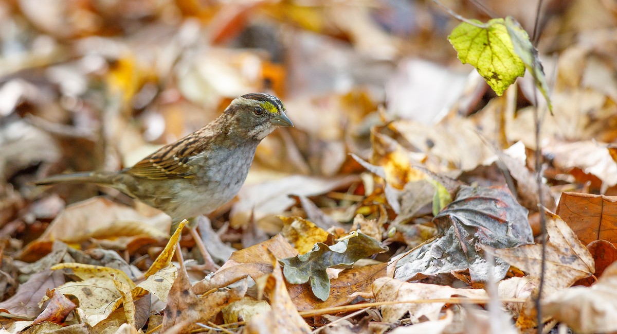 White-throated Sparrow - ML625848230