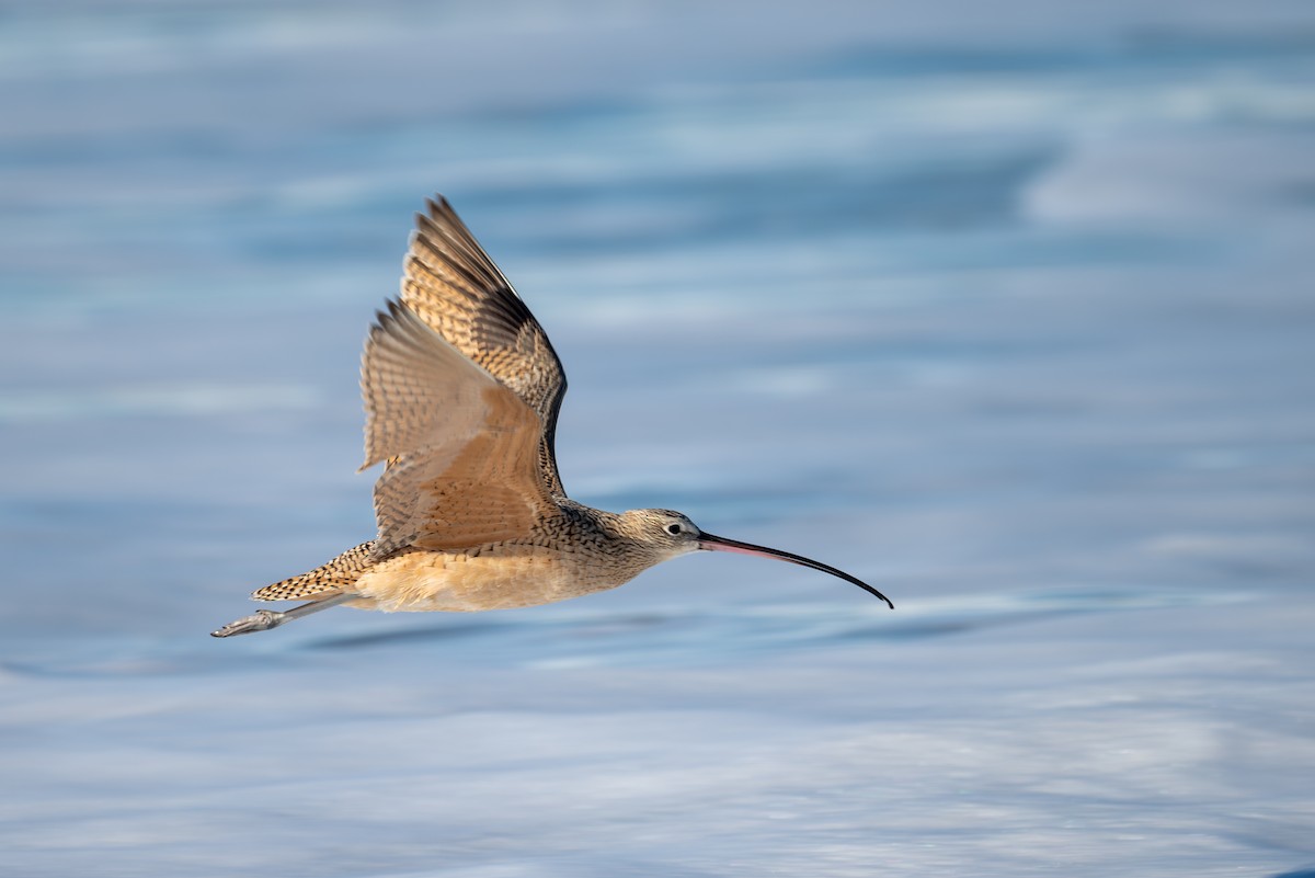 Long-billed Curlew - ML625848286