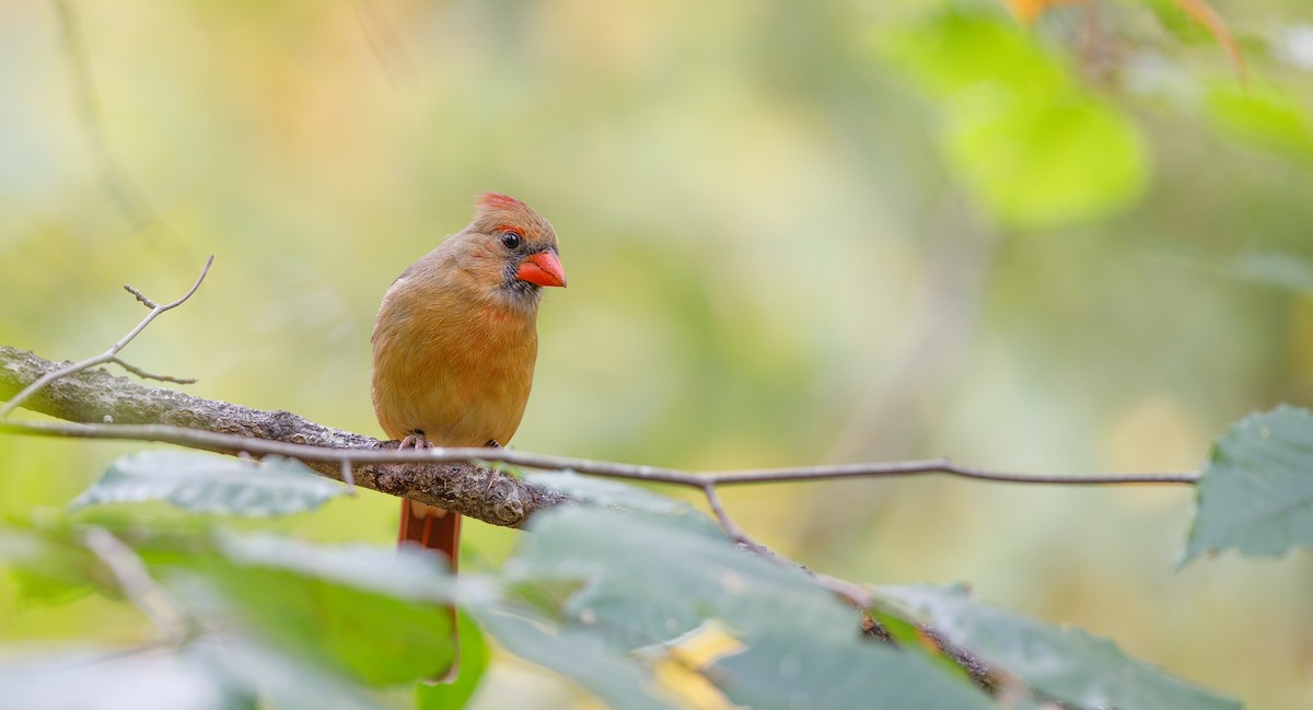 Northern Cardinal (Common) - ML625848353