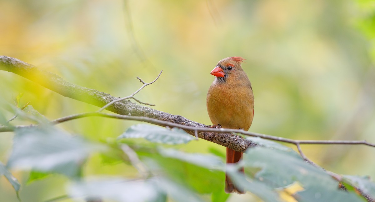 Northern Cardinal (Common) - ML625848415