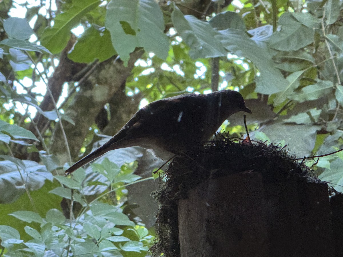 Pale-breasted Thrush - ML625848420