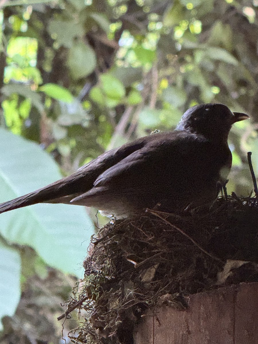 Pale-breasted Thrush - ML625848435