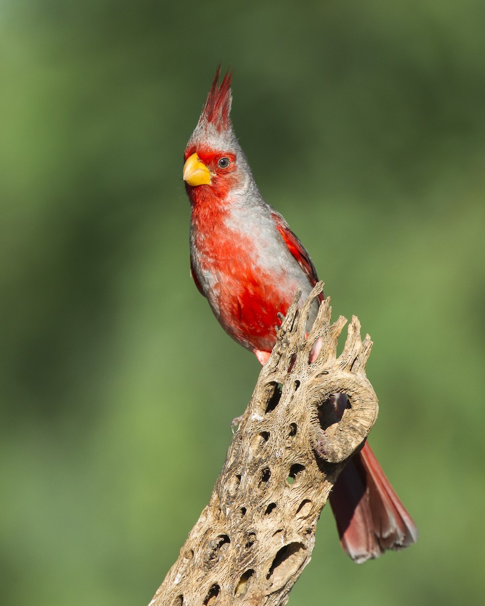 Pyrrhuloxia - ML625848442