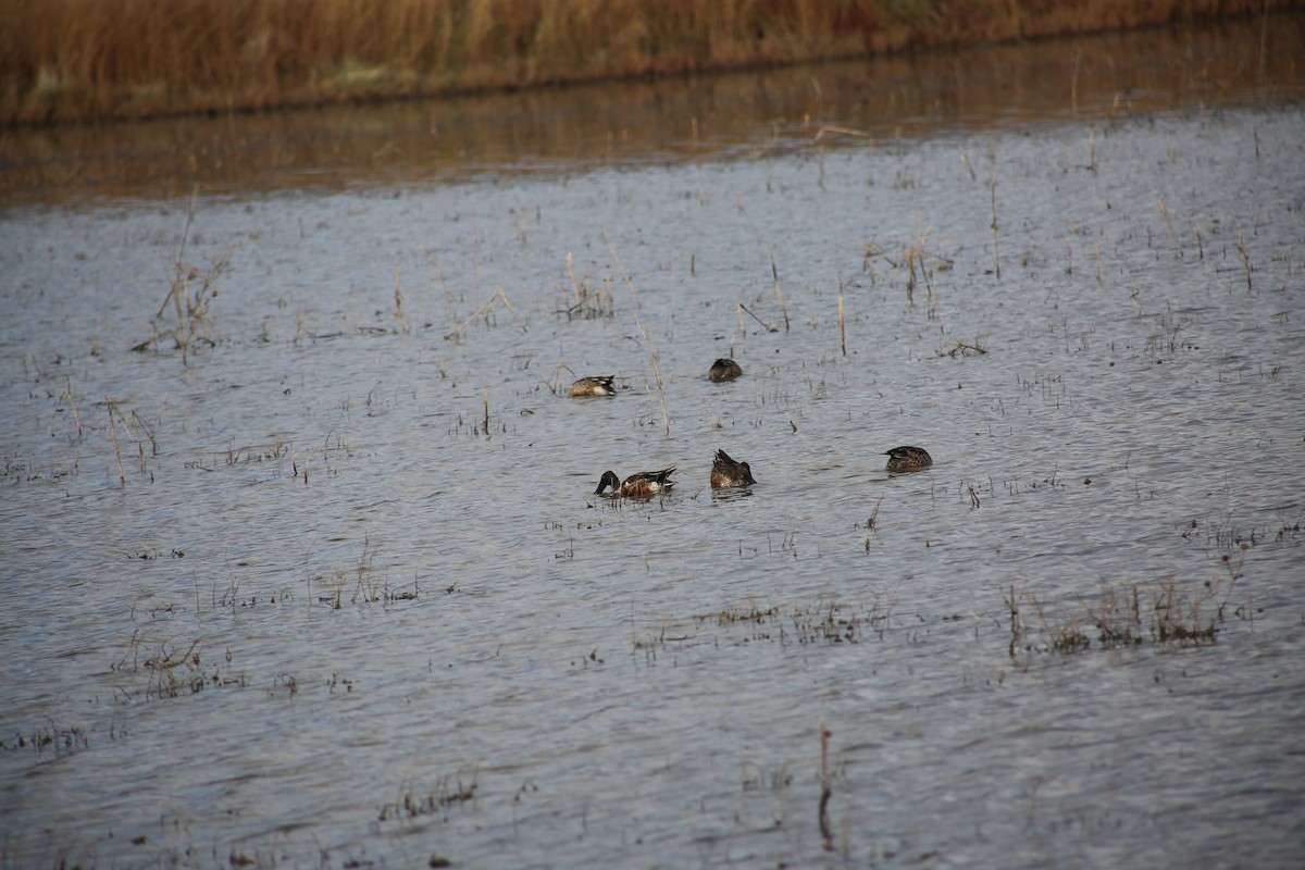 琵嘴鴨 - ML625848450